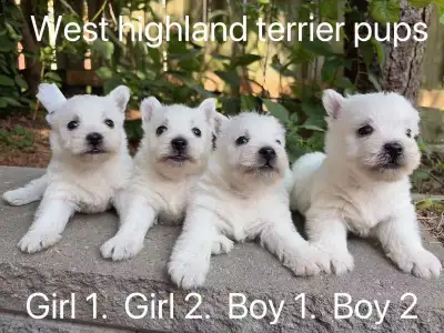 **Fluffy West highland terrier puppies ready now **, View more