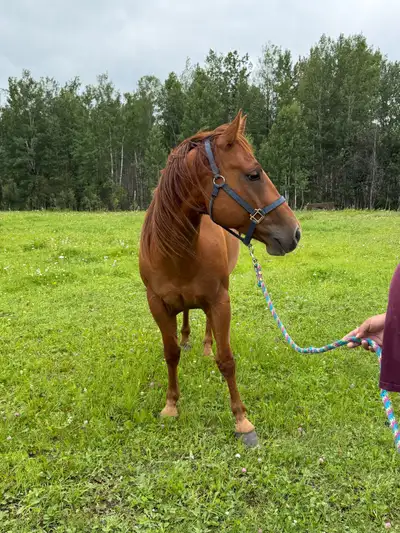 sorrel quarter horse, View more
