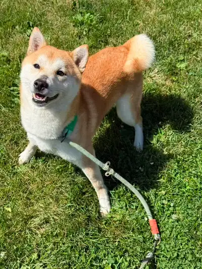 Shiba Inu Rehome 3 year, View more