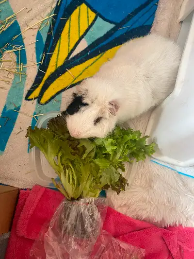 I have a sweet 4.5-5 yr old guinea pig. He is cage free, gentle and so sweet - I have 4 kids and sad...