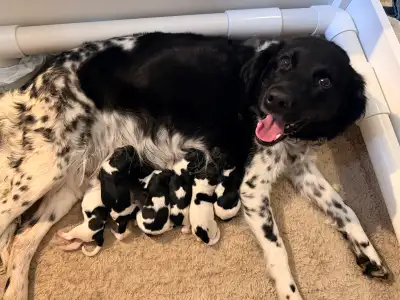 Rare litter of Stabijhoun Puppies. Stabyhoun’s are a very special and unique breed of dog from the N...