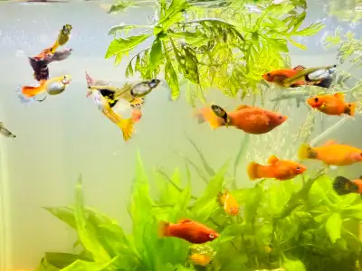 Selling healthy, fully grown Guppies and Platies from my home aquarium. All fish are adult, active,...