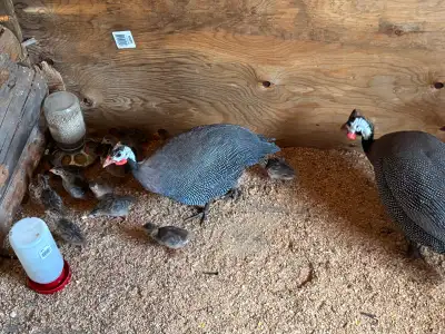 Guinea foul chicks, View more