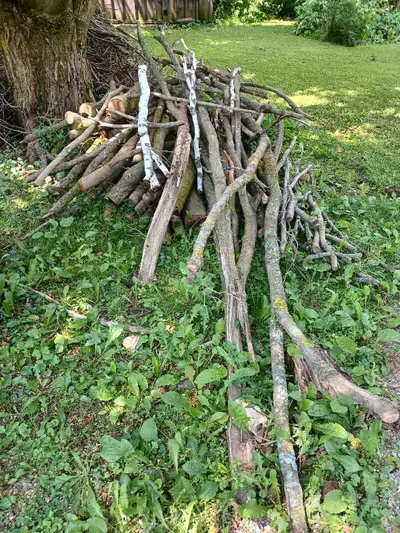 Free bonfire/campfire wood, View more