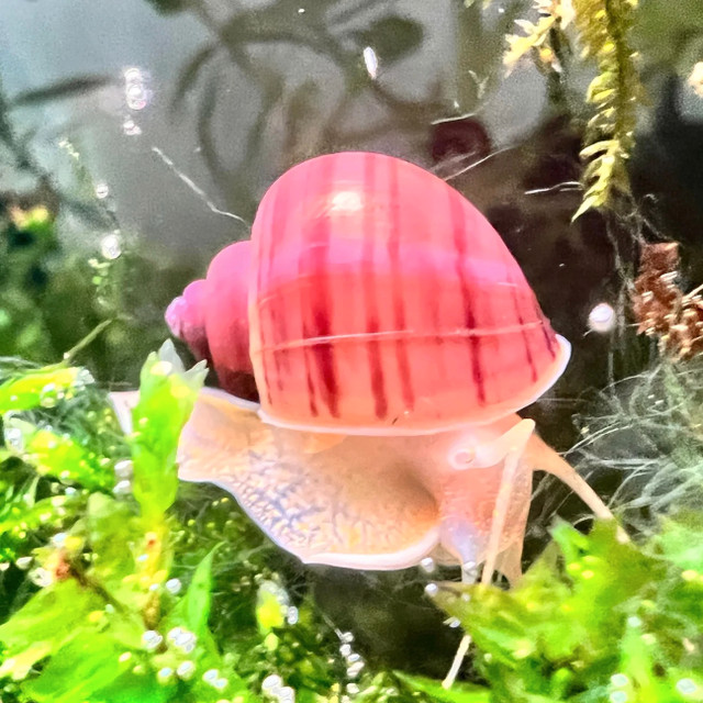 Quality Snails as the Ultimate Addition to Your Fish Tank in Fish for Rehoming in Mississauga / Peel Region