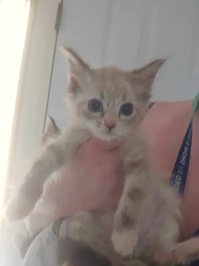 Siberian X Ragdoll Kittens