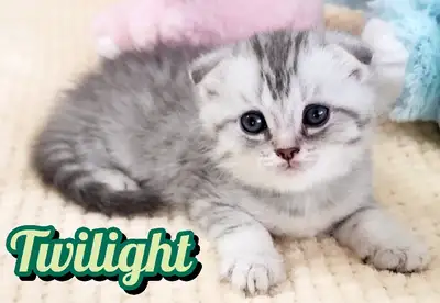 Scottish Fold/ Straight Shorthair looking for new home!, View more