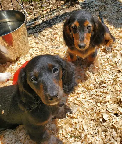 These puppies are so sweet, they have lovely outgoing personalities and ready for new adventures!! W...