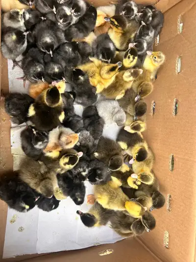 baby chicks and  ducklings for sale, View more