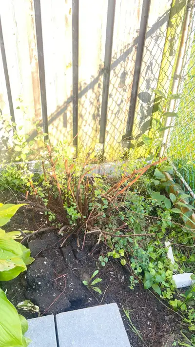 Spirea Shrub, View more