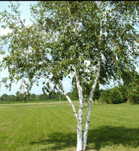 Birch trees