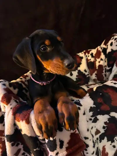 Doberman puppies, View more