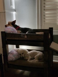 Custom made bunk beds for smaller dogs and for cats.