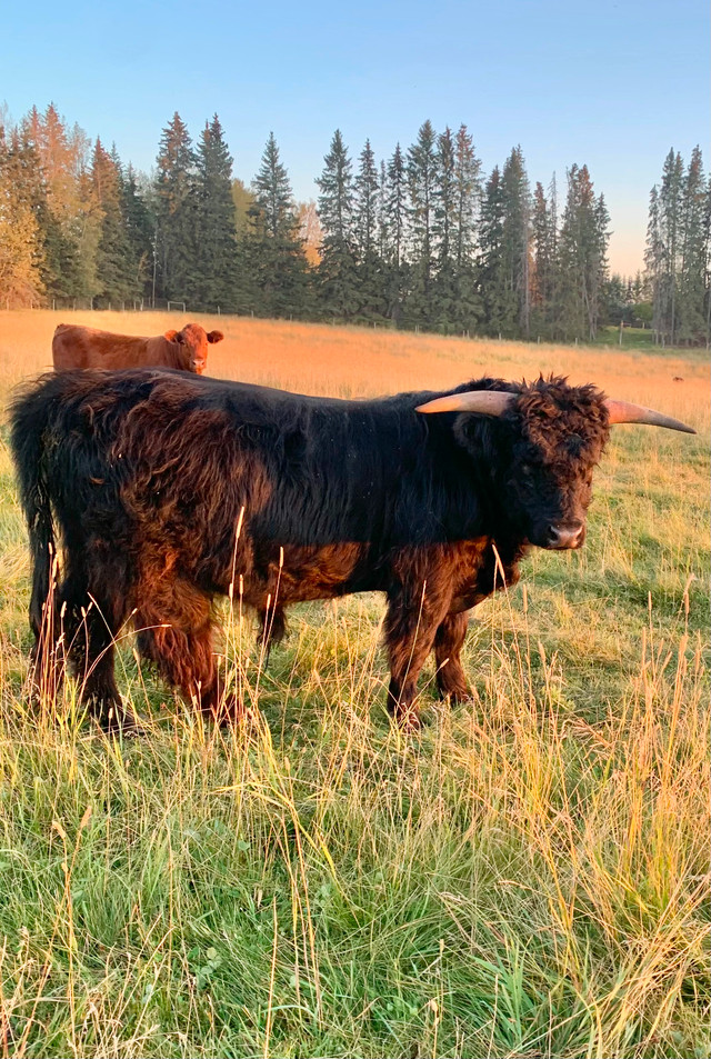 Highland Bull in Livestock in Red Deer - Image 2