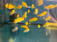yellow lab cichlid for sale at TT pets