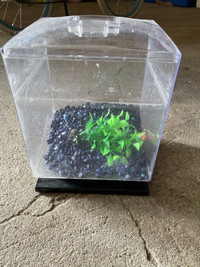 Fish tank with plant and gravel