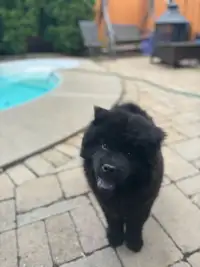 Chow chow puppy