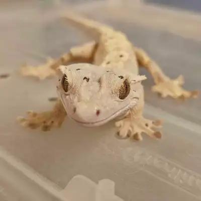 Adult Male Crested Gecko, View more