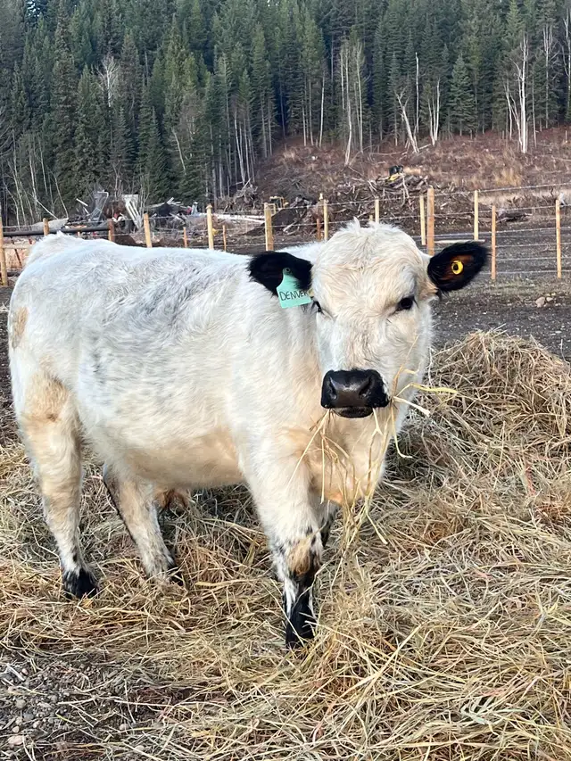 pure bred speckle park yearling bull in Livestock in Quesnel - Image 5