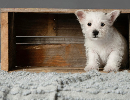 Westie Puppies in Dogs & Puppies for Rehoming in St. Albert - Image 3