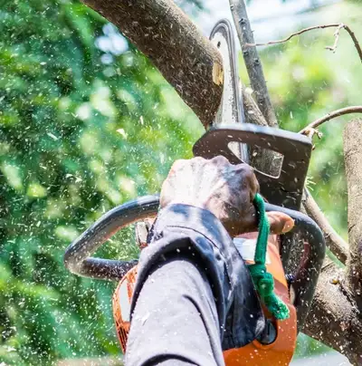Tree & shrub trimming, pruning, View more