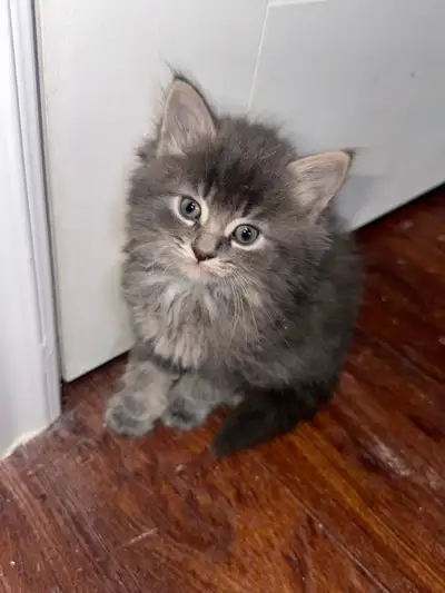 Bonjour ! Voici 6 chatons prêt à trouver leur famille. Très adorables et calmes! Litières entraînées...