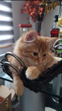 LOOKING for long hair orange kitten