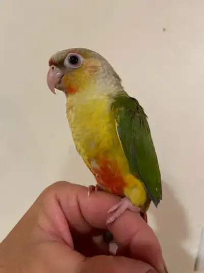 Green Cheek Conure babies, View more
