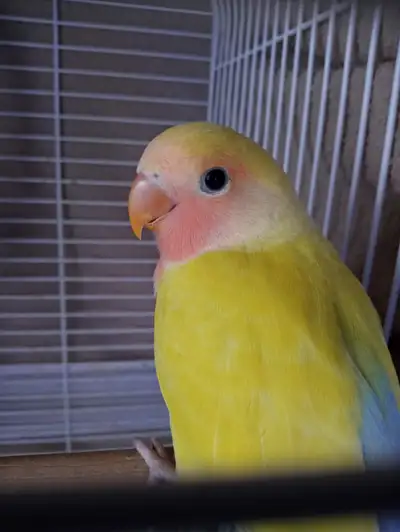 Selling Rare colour beautiful Bird 3 Months old Healthy Play full bird Gender unknown Pickup Airdrie