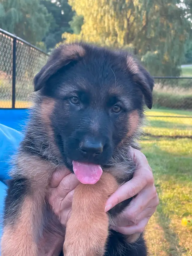 Purebred German Shepherd CKC Reg’d Female Puppy in Dogs & Puppies for Rehoming in Oshawa / Durham Region - Image 2