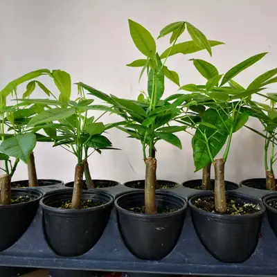 Money Tree In 3.5" plastic pot Price: 8.00 each Care instructions will be provided Pickup location:...