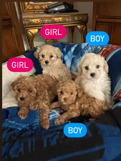 Available to come home with you, anytime after June 14th Absolutely adorable puppies, they are sweet...