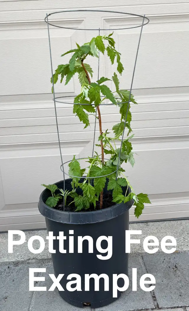 Superfood Goji Berry 枸杞 plants for sale in Other in City of Toronto - Image 6