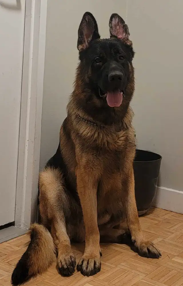 CKC Registered Female German Shepherd in Dogs & Puppies for Rehoming in Hamilton - Image 10