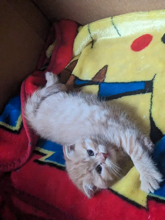 Chaton Scottish fold in Cats & Kittens for Rehoming in Trois-Rivières - Image 10