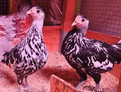 3 poulettes de 2 mois et demi sexés Sont une race bantam Elles ont été vacciné Marek à la naissance...