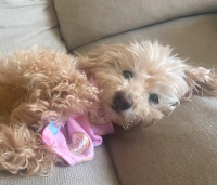 Sweet Maltipoo Girl Looking for a Home :)