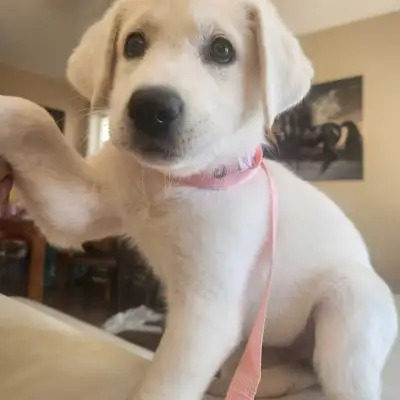 9 WEEKS OLD LAB/SHEPARD MIX FEMALE, View more