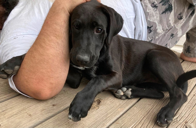 Labrador / Bluetick Hound Puppies in Dogs & Puppies for Rehoming in Edmonton - Image 2