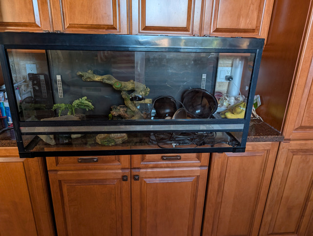 Bearded dragon aquarium in Reptiles & Amphibians for Rehoming in Oshawa / Durham Region - Image 4