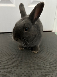 Pet dwarf bunny/ rabbit for sale with cage and accessories 