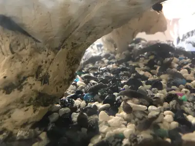 Help! I am being over run by baby Pleco. Located just outside of Woodstock. They are almost 2”