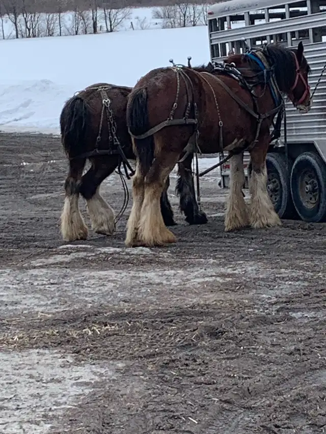 horse farrier trimming and shoeing  in Equestrian & Livestock Accessories in Ottawa - Image 8