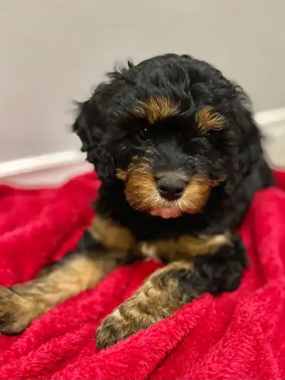 beautiful Cavapoo’s!♥️3 males available, View more