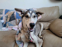 Looking to home a 6 month old Alaskan Husky