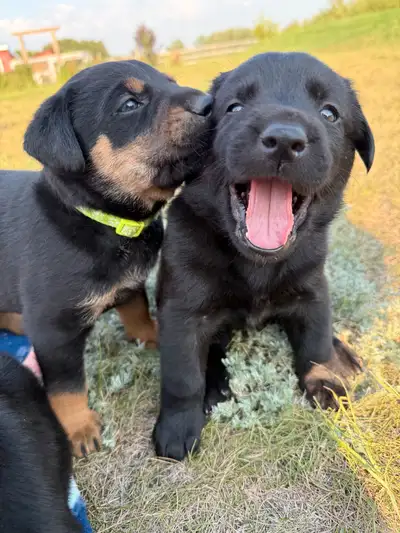 Black Lab Puppies, View more