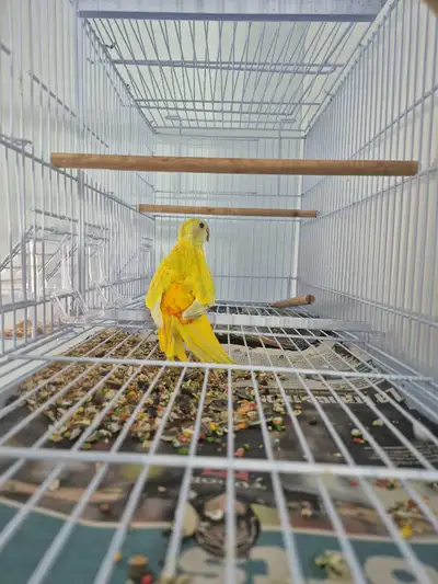 turquoisine femelle, View more