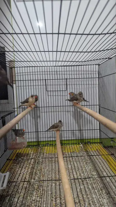 Zebra Finches, View more