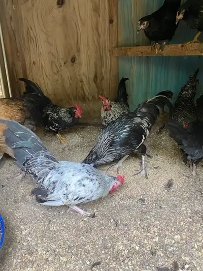 These are nearly full grown were hatched in February, their crow is pathetically quiet and they don’...