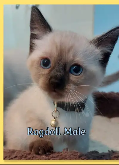 Ragdoll Male's, View more